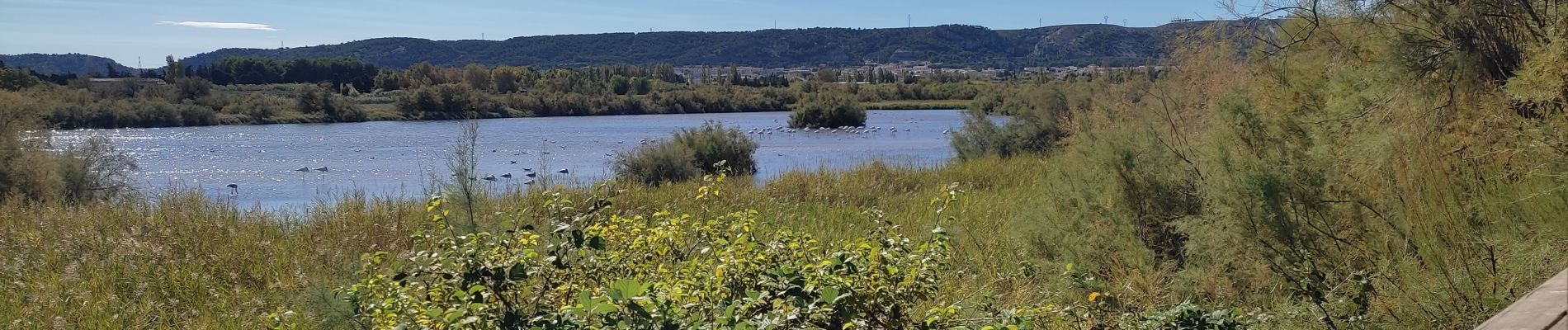 Tour Wandern Châteauneuf-les-Martigues - Étang de Bolmont  - Photo