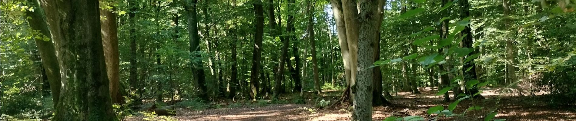 Tocht Stappen Seraing - Bois de la Vecquée  - Photo