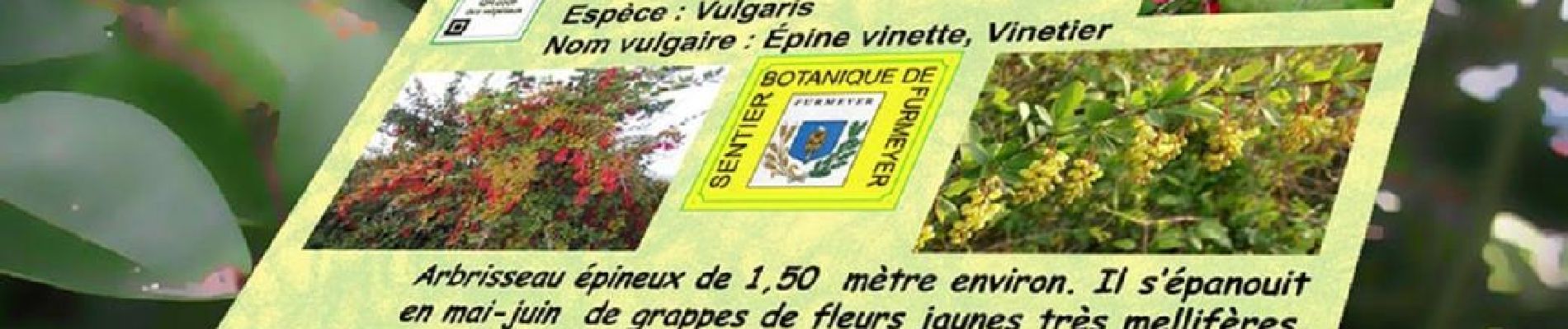 Percorso Marcia Furmeyer - R05 - Le Sentier botanique de Furmeyer, la boucle des Charrières - Photo