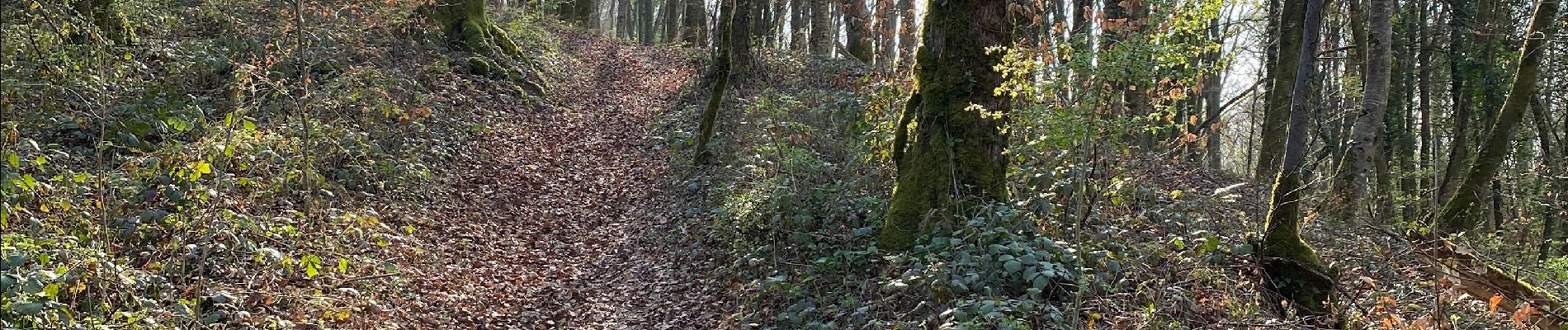 Trail Walking Villers-lès-Luxeuil - Trou de la sorcière et nichoirs mésanges  - Photo