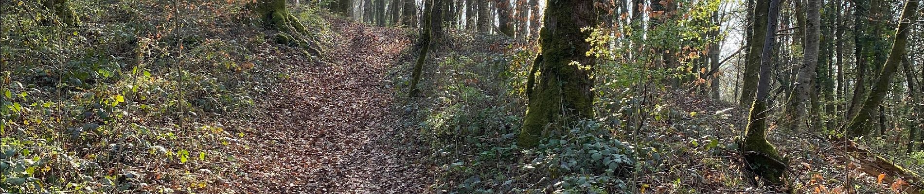 Randonnée Marche Villers-lès-Luxeuil - Trou de la sorcière et nichoirs mésanges  - Photo