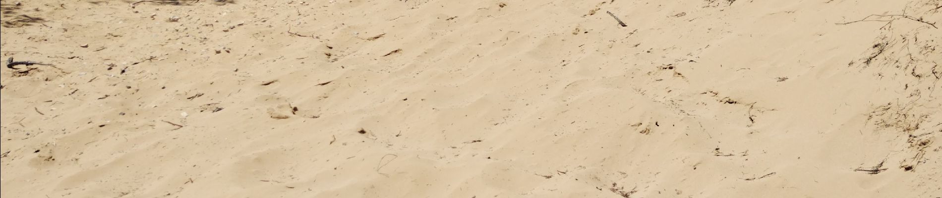 Randonnée Marche Saint-Cyr-sur-Mer - Dune de sable  - Photo