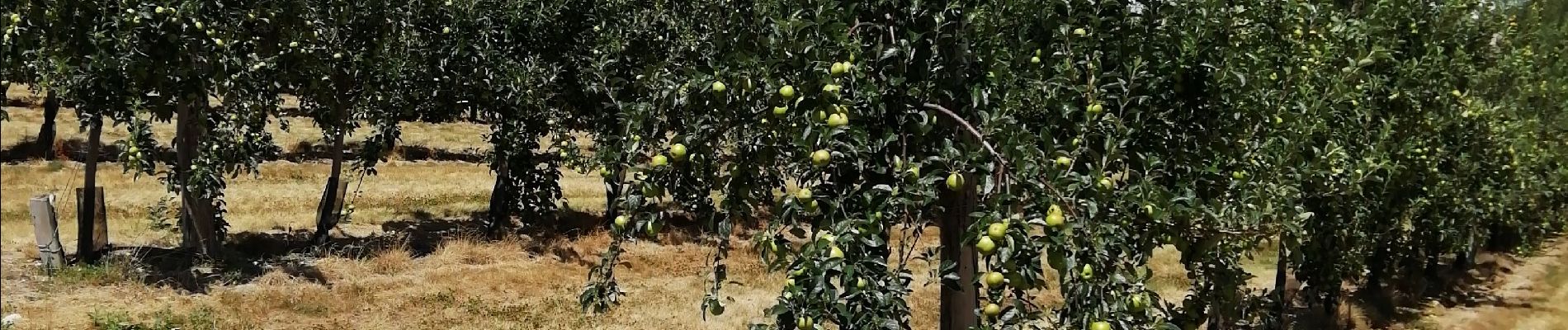 Randonnée Marche Mesnil-en-Ouche - Landepereuse  - Photo