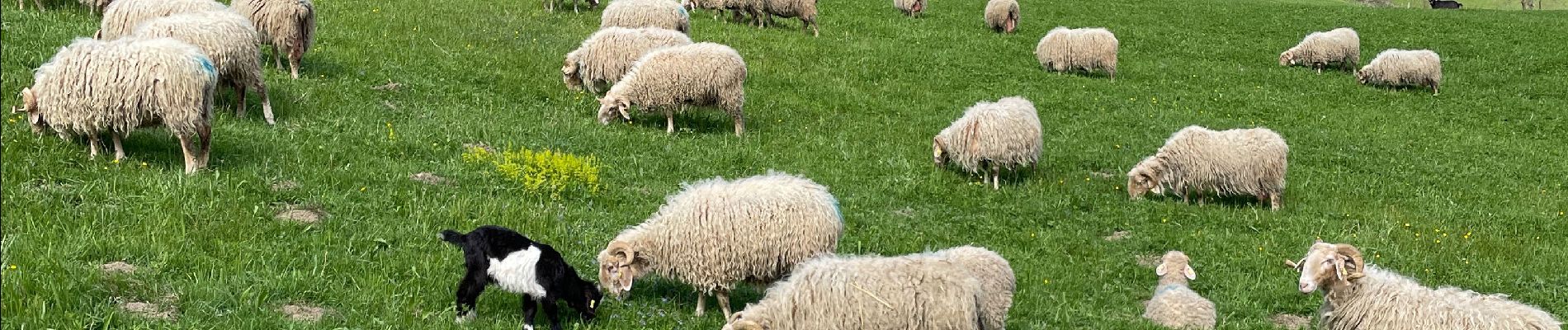 Randonnée Marche Lescun - Belvédère de Lescun - Photo