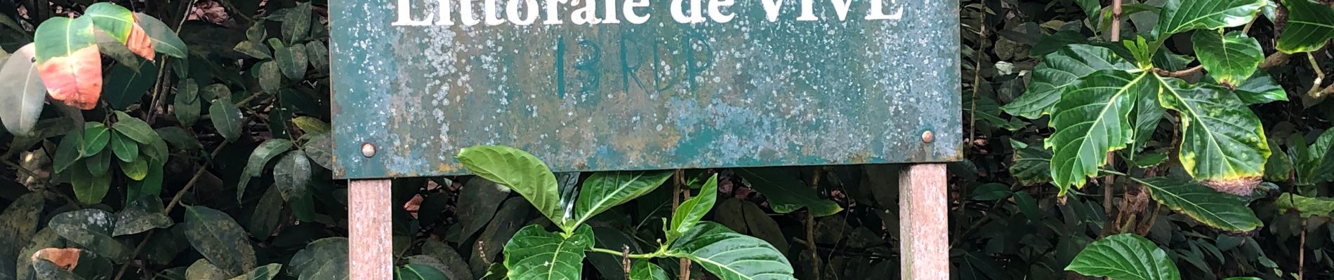 Tocht Stappen Le Lorrain - La Crabière-Tapis Vert - Photo