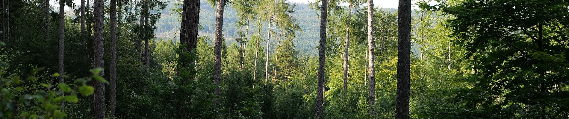 Trail On foot Oberursel - Keltenrundwanderweg - Photo