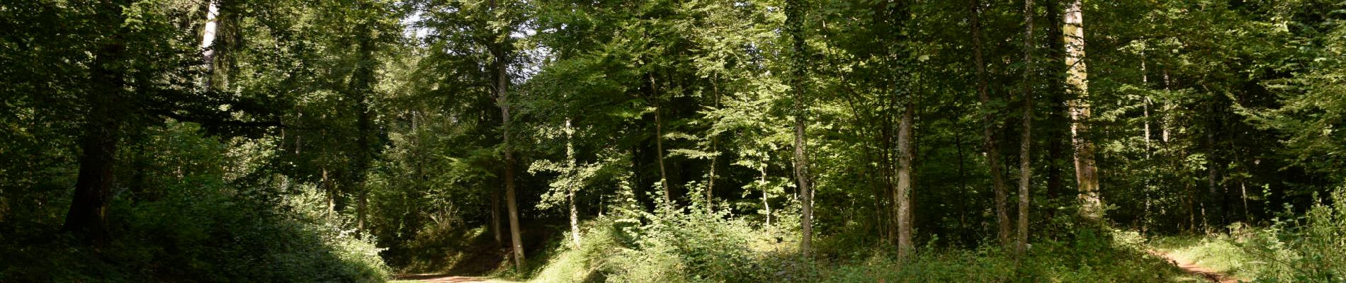 Randonnée A pied Aubange - Le bois Haut à Halanzy - Photo