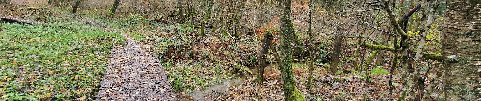 Randonnée A pied Paliseul - Du bois à Ban - Photo