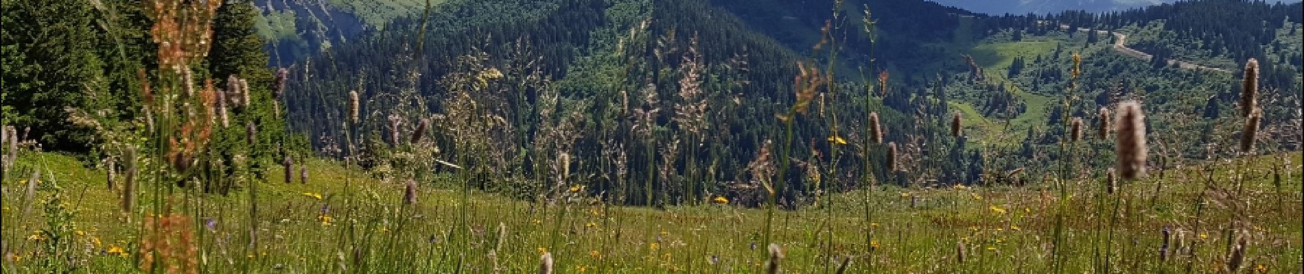 Tour Wandern Hauteluce - Tour du chard du Beurre et sentier découverte de la faune et la flore des tourbiere et retour au belambra - Photo