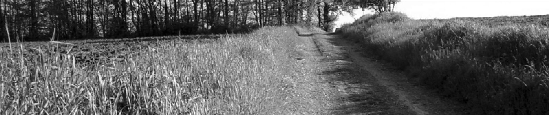 Trail Walking Castelmaurou - Pas de mouron à Castelmaurou - Photo