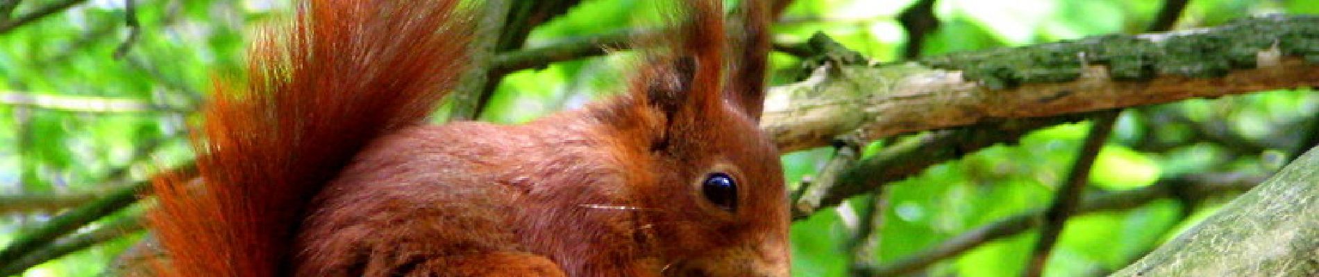 Randonnée V.T.T. Verdalle - Les écureuils de Massaguel - Photo
