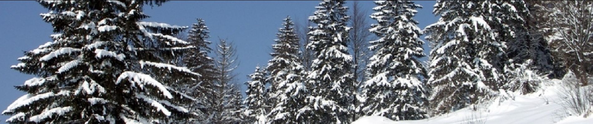 Randonnée Raquettes à neige Solbach - Raquettes au Champ du Feu - Photo