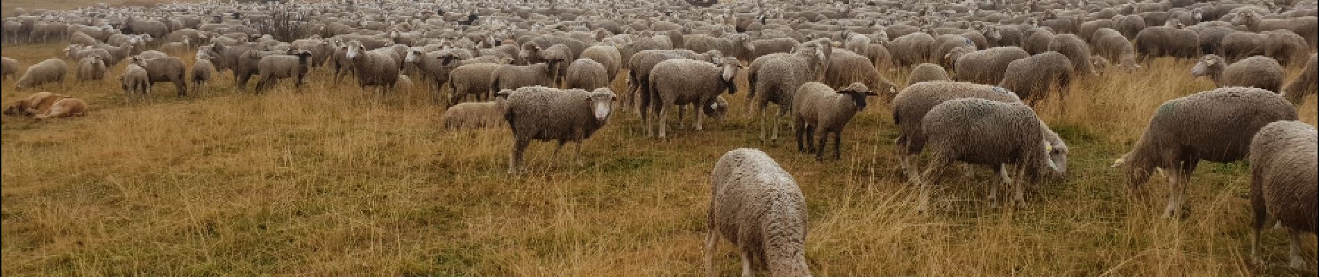 Tocht Stappen Lans-en-Vercors - Chemin de pastoralisme - Photo