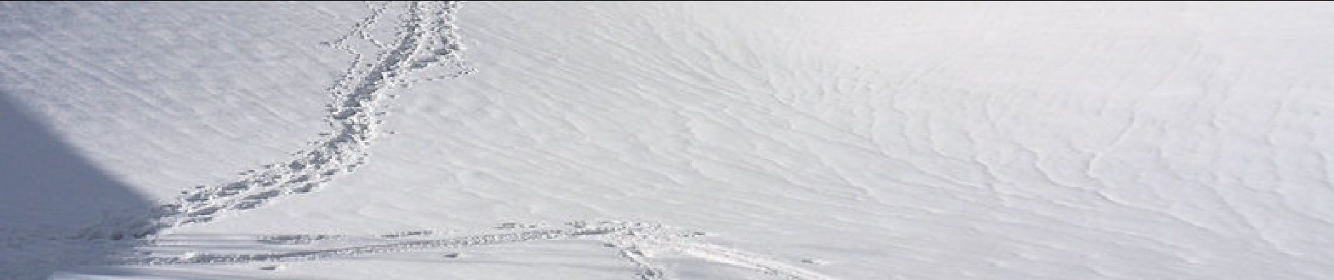 Randonnée Raquettes à neige Saint-Christophe-sur-Guiers - Les crêtes de l'Aliénard 1560m, depuis la Ruchère - Photo