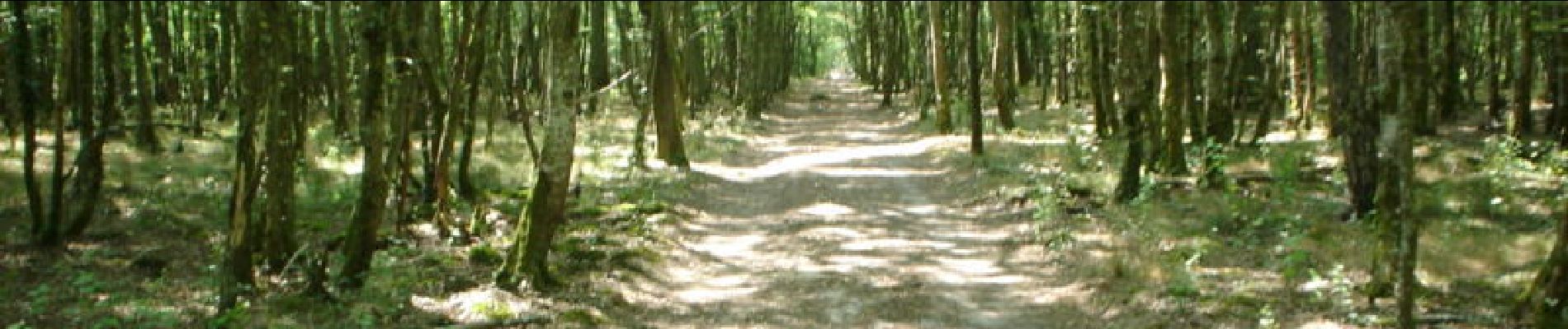 Randonnée Course à pied Chilleurs-aux-Bois - Étang de la vallée du Diable - Forêt d'Orléans - Photo