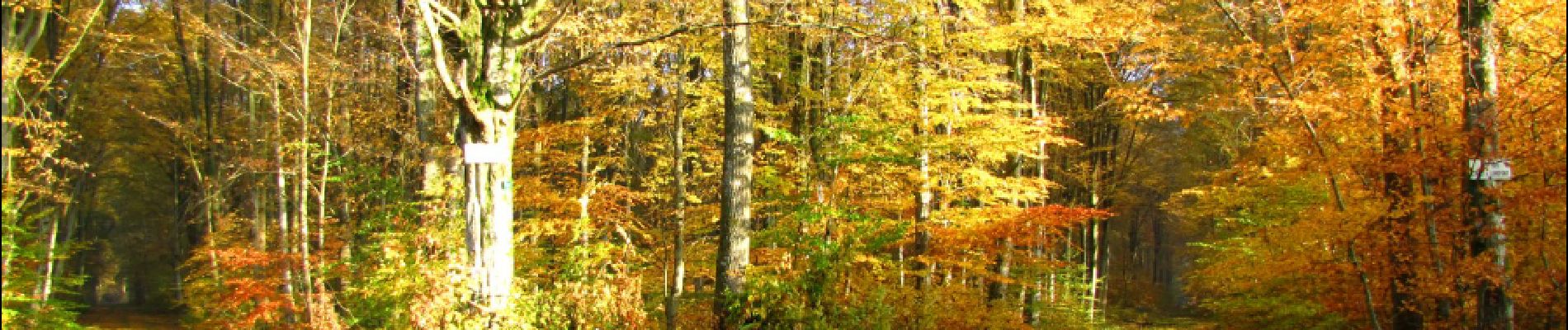 Trail Walking Longpont - en forêt de Retz_70_ballade (4) en toute saison - Photo