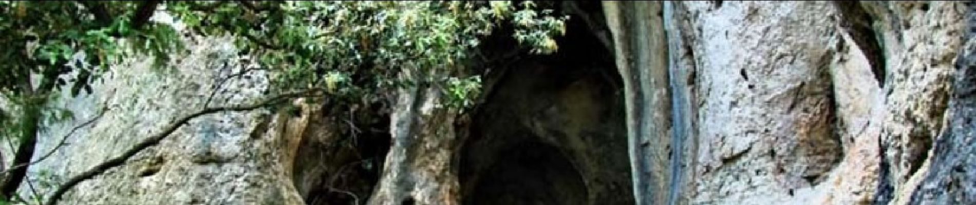 Randonnée Marche Bonnieux - Forêt de Cêdre - Roque des Bancs - Baume Rousse - Grottes de Font Scure et des Vaudois - Le Portalas  - Photo