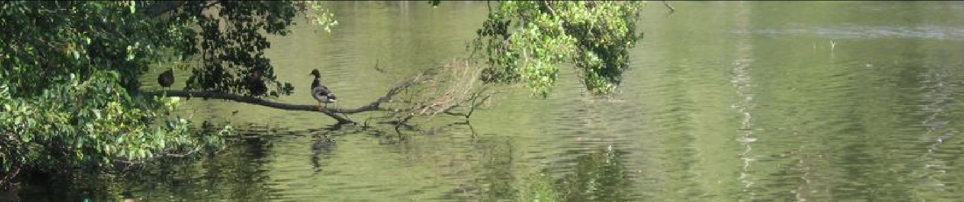 Tour Wandern Cernay-la-Ville - Parc de l'Abbaye Cernay - Photo