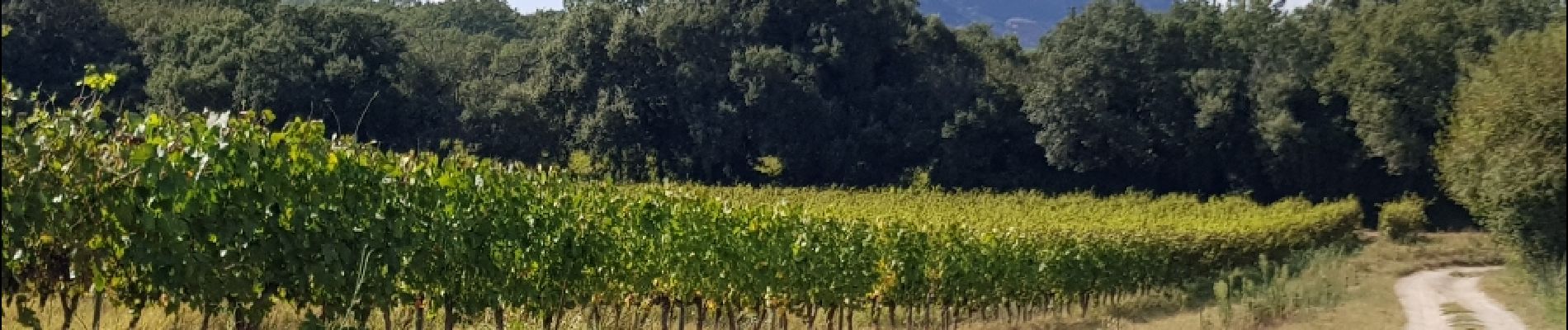 Excursión Marcha nórdica Roquebrune-sur-Argens - Roquebrune - Photo