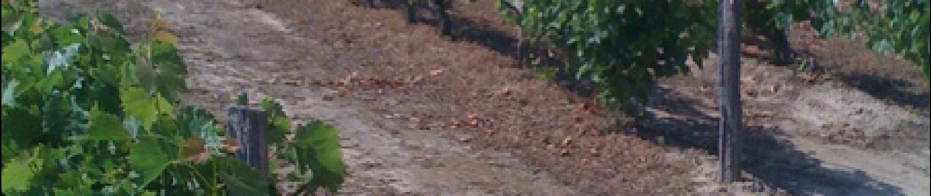 Percorso Corsa a piedi Labastide-Saint-Sernin - Le Bois de Lespasié au dessus de Labastide Saint Sernin - Photo