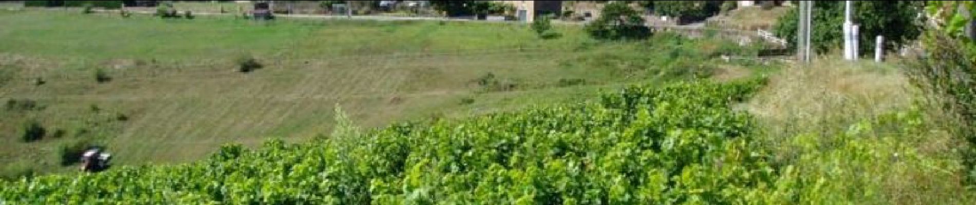 Tour Fahrrad Vaux-en-Beaujolais - Les Pierres Dorées en cyclo - Vaux en Beaujolais - Photo