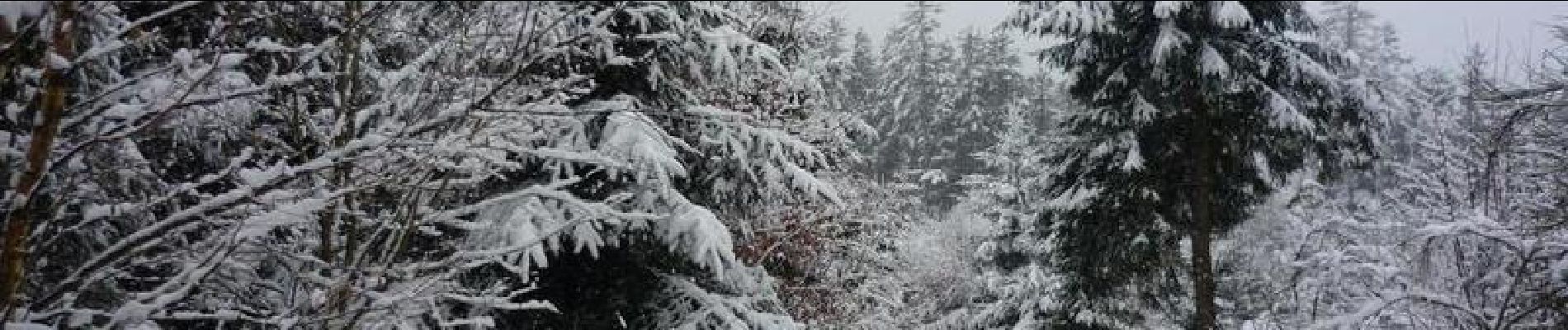 Percorso Racchette da neve Wisembach - Crêtes des Vosges en hiver - De Sainte Marie aux Mines au col du Calvaire - Photo