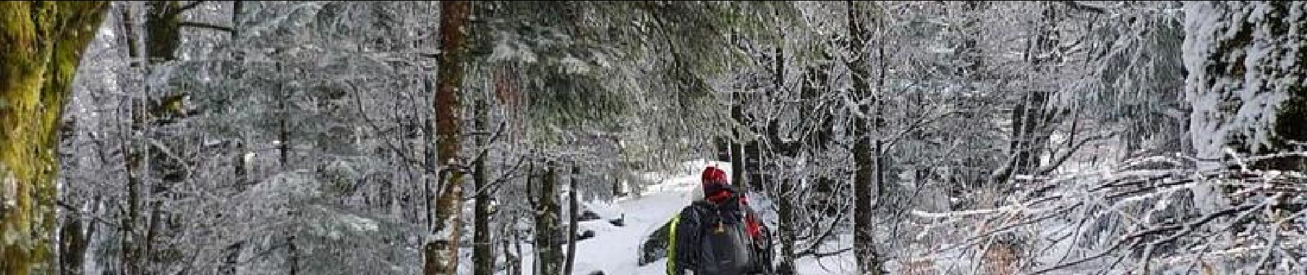 Excursión Raquetas de nieve Saint-Maurice-sur-Moselle - Crêtes des Vosges en hiver - De Rouge Gazon à Thann - Photo