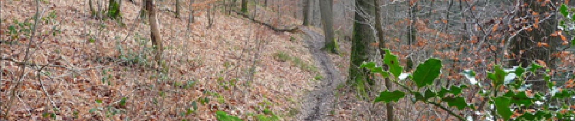 Trail Walking Ham-sur-Heure-Nalinnes -  Balade en forêt à Ham-sur-Heure - Photo