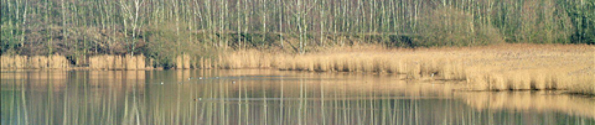 POI Bernissart - 1 - Un étang bordé d'arbres. Le bihoreau gris - Photo