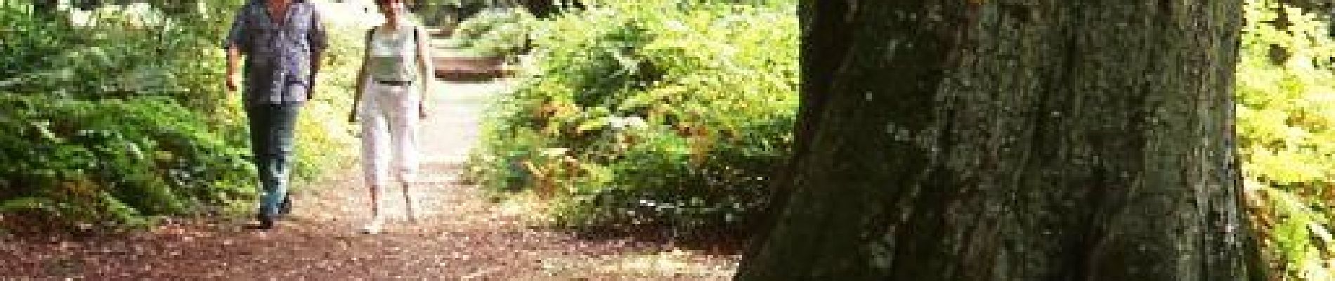 Randonnée Marche Forest-l'Abbaye - Promenades en forêt de Crécy 2-2 - Photo