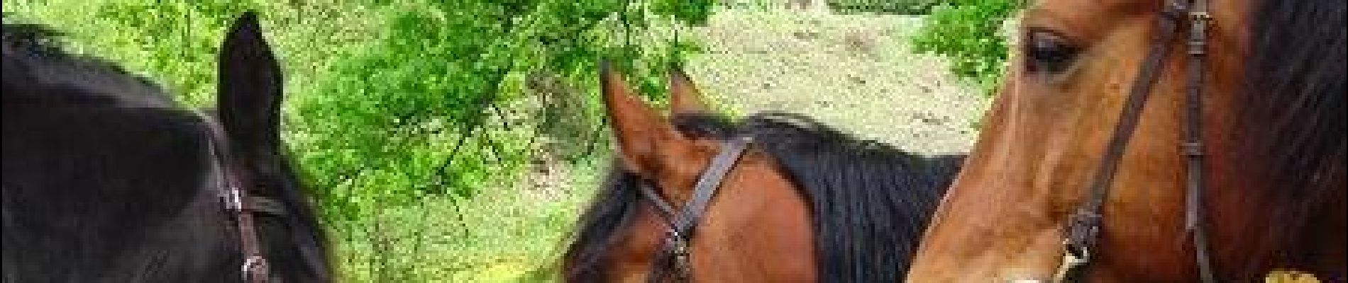 Trail Equestrian Lanvallay - Dinan - Mont Saint Michel 1 - Photo
