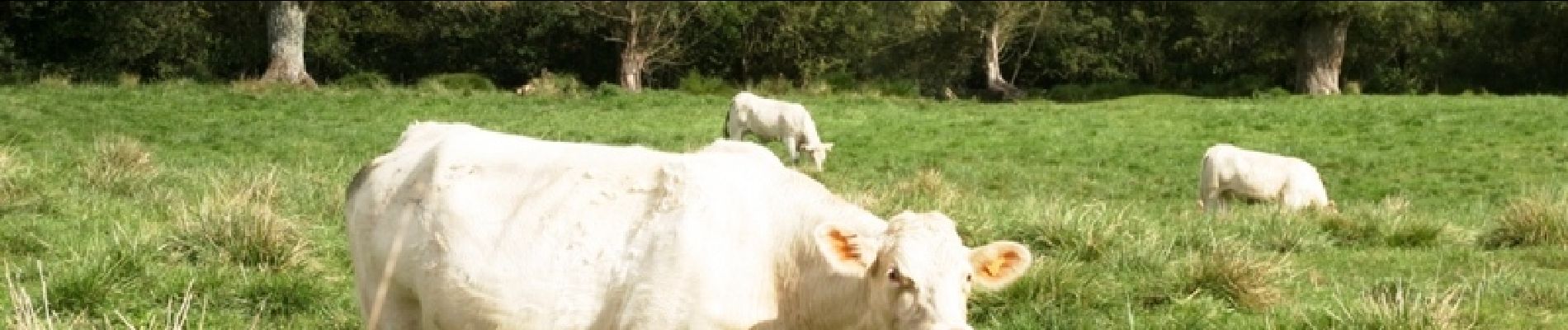 Excursión Senderismo Étinehem-Méricourt - Les marais des vaches - Photo