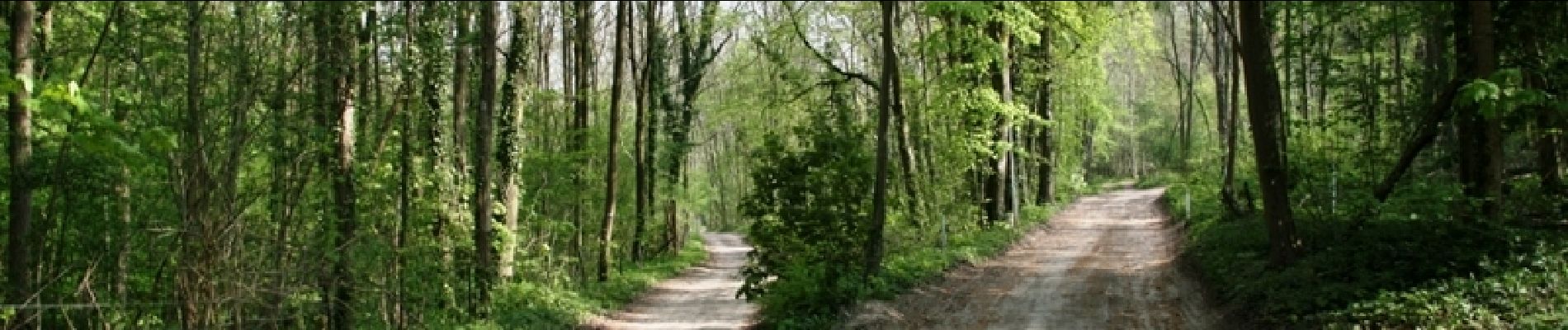 Trail Walking Remiencourt - Le bois du Roi - Photo