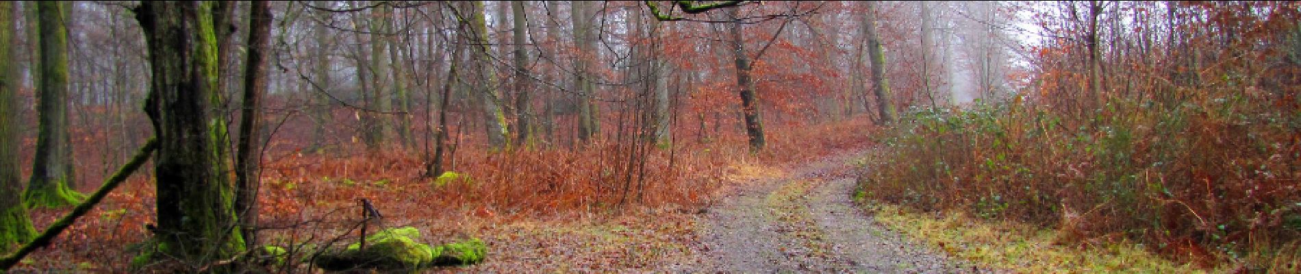 Tocht Stappen Longpont - en forêt de Retz_73_ballade (5) en toute saison - Photo