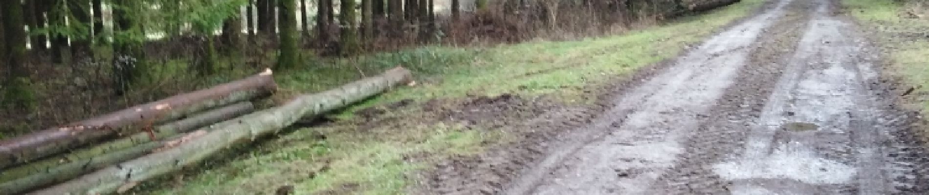 Randonnée Marche Paliseul - Le Routi - Photo