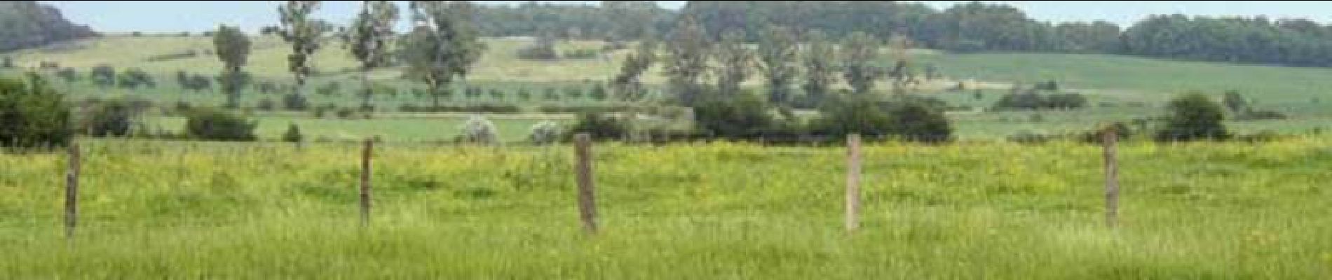 Excursión Senderismo Saint-Remy-en-Bouzemont-Saint-Genest-et-Isson - Chemin de Compostelle, Voie de Vézelay GR654® De Saint Rémy en Bouzemont à Lentilles - Photo