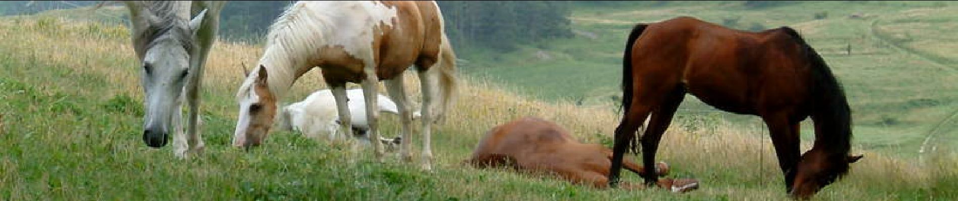 Tocht Paard Moirans-en-Montagne - Moirans en Montagne - Saint Maurice - Photo