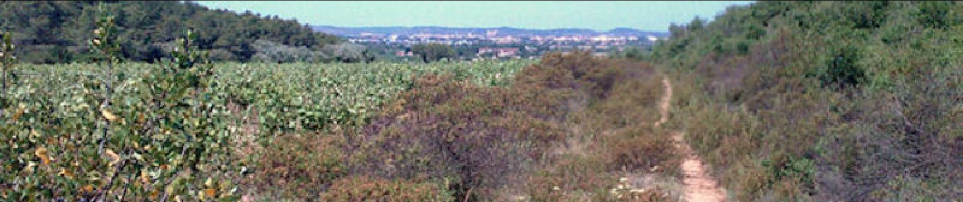 Tocht Stappen Narbonne - La Combe des Couleuvres - Photo