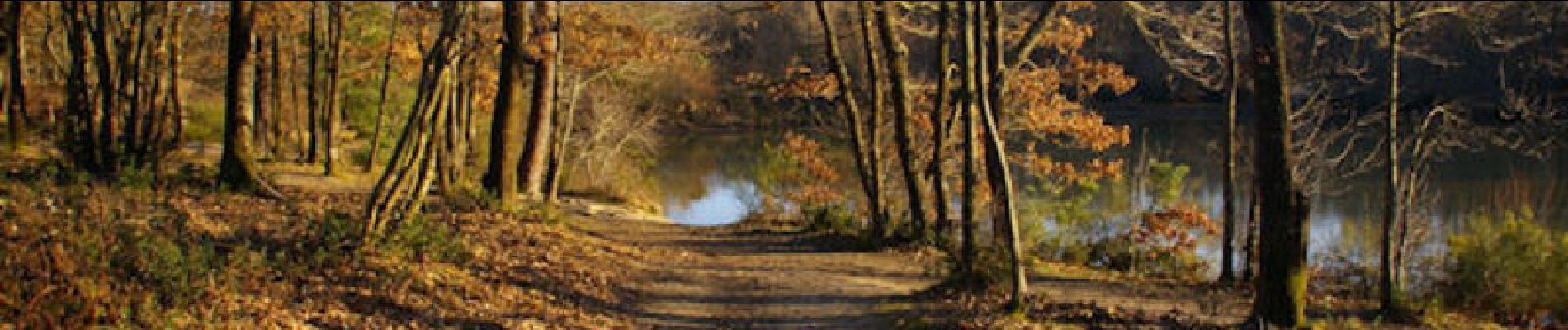 Tocht Stappen Pibrac - Un tour en forêt de Bouconne - Photo