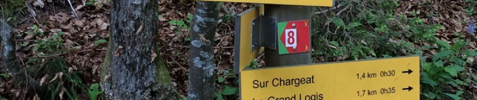 Trail Walking Saint-Pierre-de-Chartreuse - charmant Son - Photo