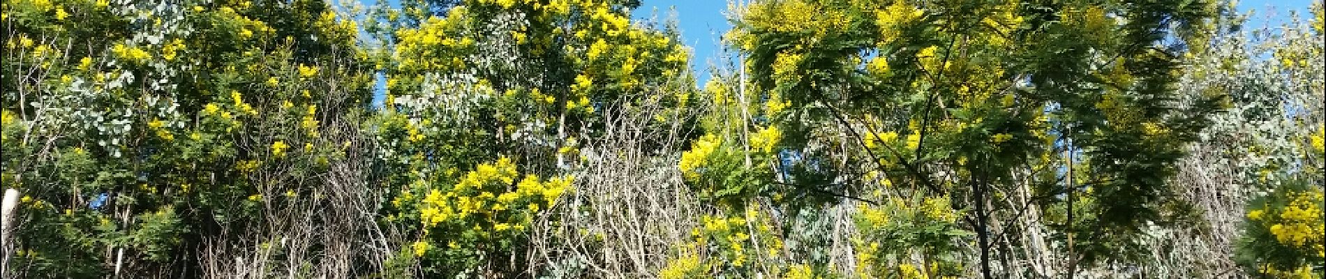 Tour Wandern Pégomas - pegomas mimosas - Photo