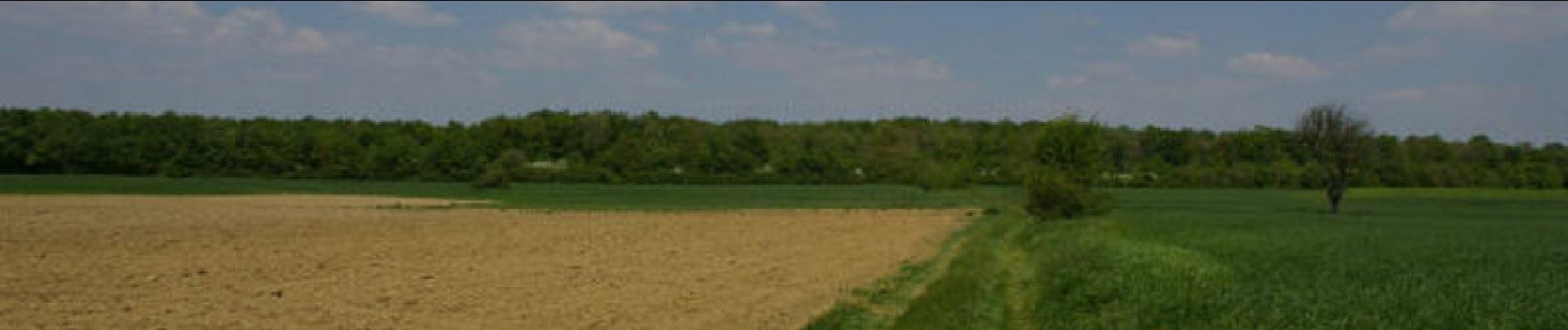 Randonnée Marche Paulhac - Le Bois de Buzet - Photo