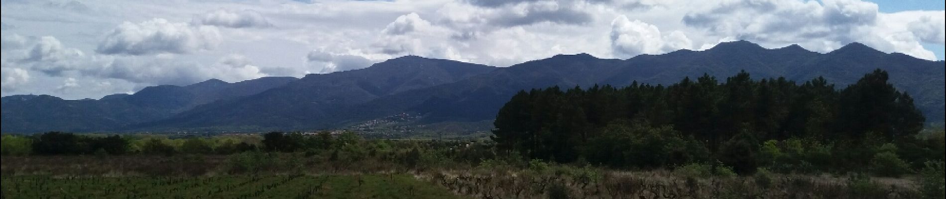 Trail Walking Banyuls-dels-Aspres - banyul tels aspres .  brouilla par les vigne retour le long du Tech  - Photo