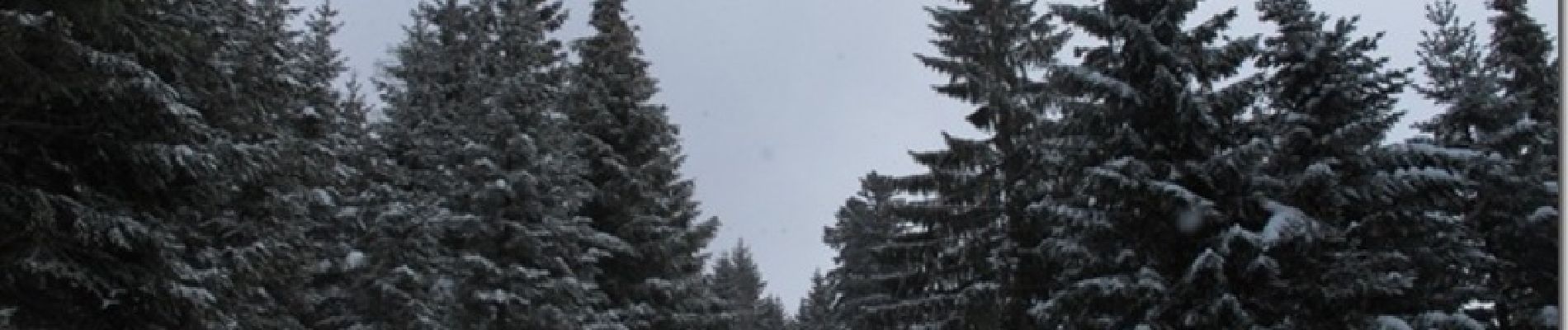 Randonnée Raquettes à neige La Bresse - Autour de La Bresse - Photo
