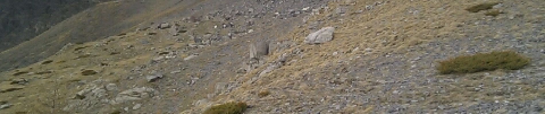 Point d'intérêt Péone - Vue sur petit troupeau de chamois - Photo