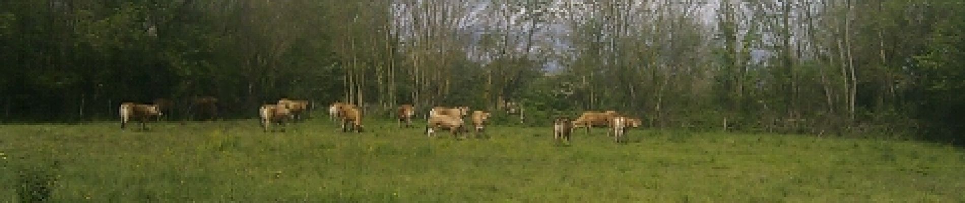 Randonnée Marche Le Vanneau-Irleau - Le Vanneau - Armuré (7,2) - Photo