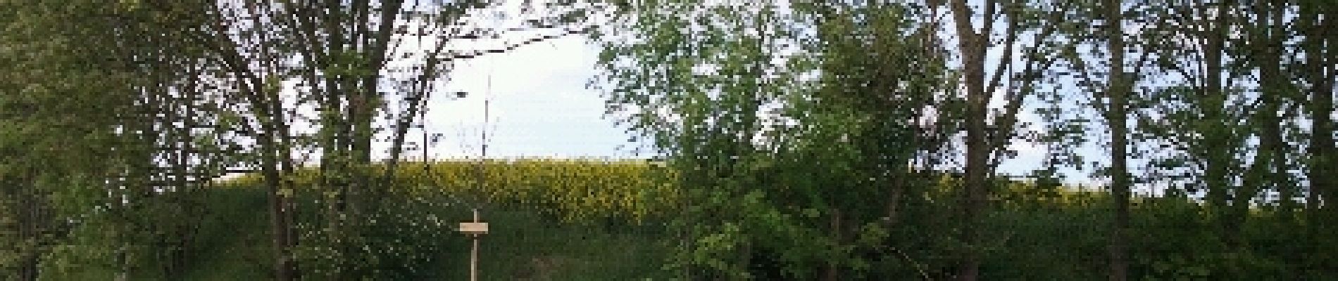 Punto de interés Verchain-Maugré - le gros arbre - Photo