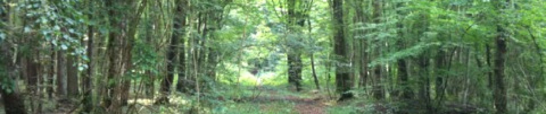 Tocht Stappen Longpont - en forêt de Retz_2_Longpont_Fleury_AR - Photo