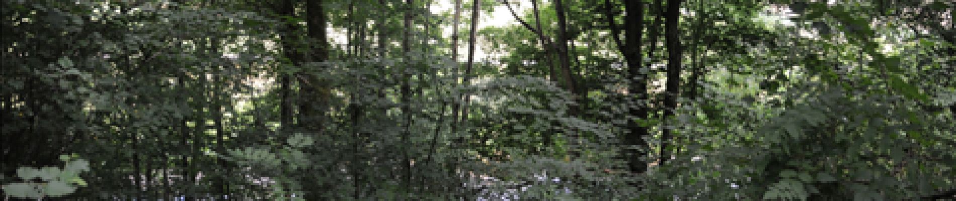 Punto de interés Tellin - 5 - Une forêt riveraine - Photo