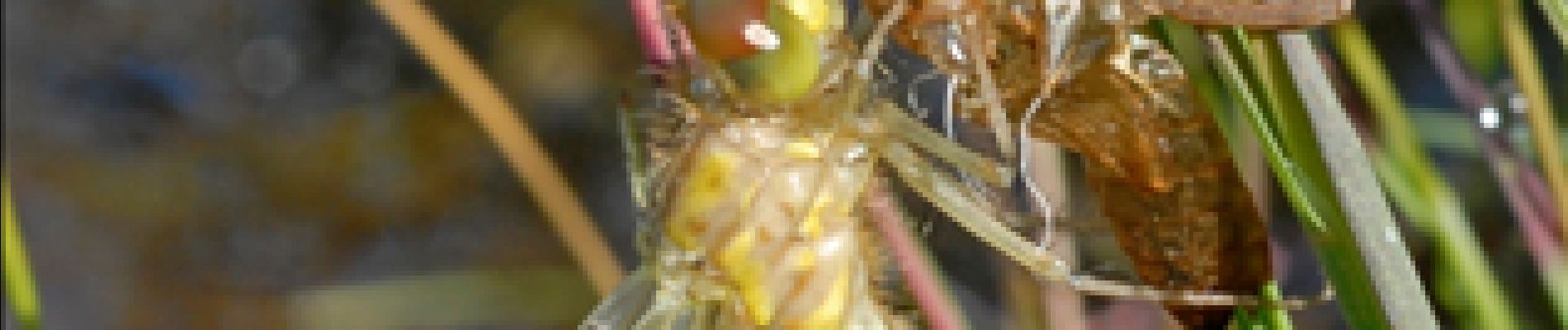Point d'intérêt Florenville - 1 - Les libellules - Photo